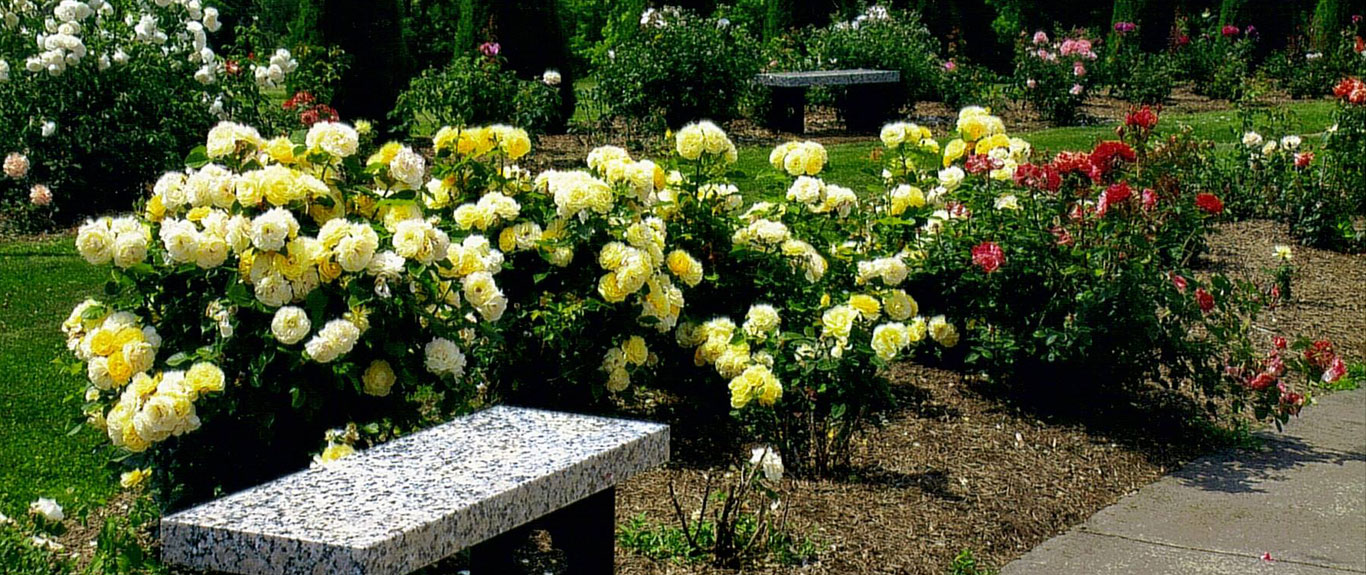 bench