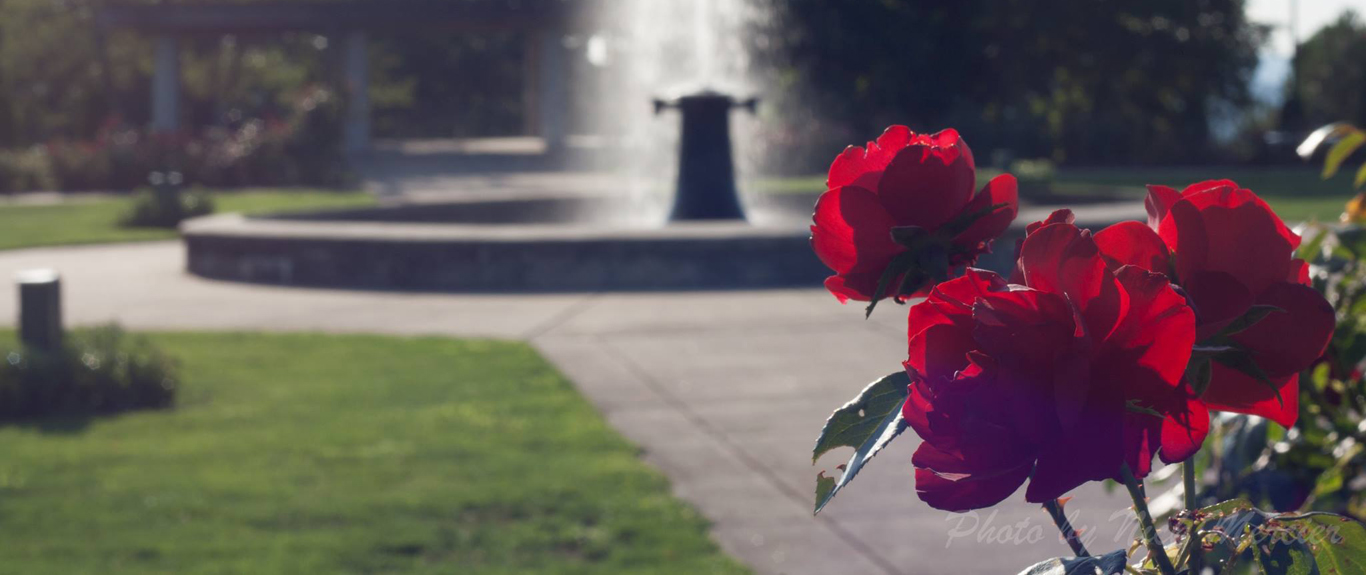 red rose nick mercier 2