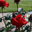 Party With Us At The 1st Annual New Britain Rose Garden Festival